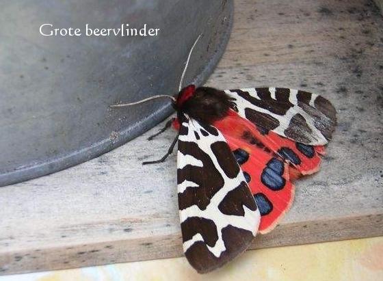 grotebeer 2.jpg - Grote beervlinder - Arctia caja